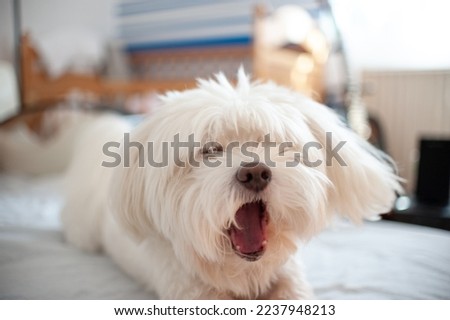 A small Maltese dog yawning on the bed sheets Royalty-Free Stock Photo #2237948213