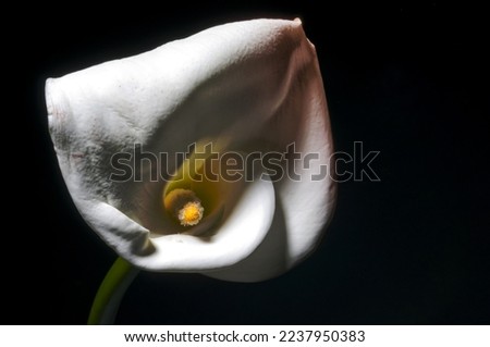 White lily flower on black background