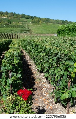 Pretty hillsides with vine plantations in Venteuil, for the production of champagne. The vines are often lined up with rosebushes at the edge to monitor the mildew disease. Landscape of the Champagne  Royalty-Free Stock Photo #2237956035