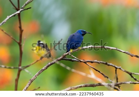 Purple Honeycreeper bird perched on dry branches in a garden with a Bananaquit blurred in the background