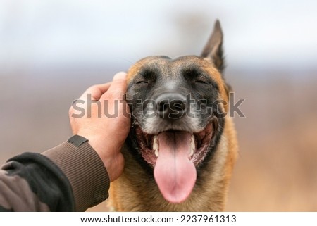 A man's hand is stroking a dog. Love for pets and friendship concept. Close up dog portrait. Royalty-Free Stock Photo #2237961313