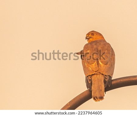 A Shikra on a pole looking back early morning