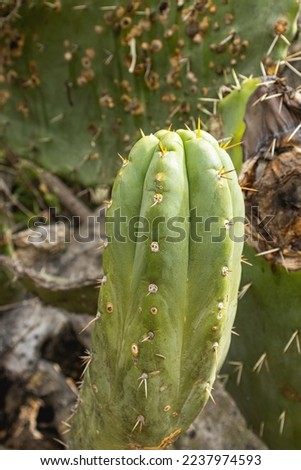 Cactus plant known as San Pedro, Macho Echinopsis peruviana (Britton  Rose) Friedrich  G.D.Rowley, belongs to the plant family Cactaceae. Royalty-Free Stock Photo #2237974593