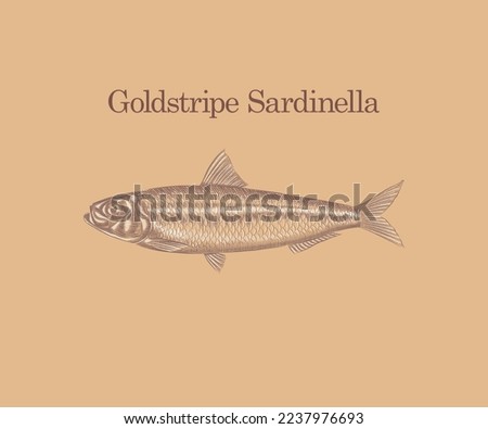 Hand drawn illustration of goldstripe sardinella Fish with details and highlights.