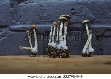 Microgrowing of Psilocybe Cubensis mushrooms. Mycelium of psilocybin psychedelic mushrooms Golden teacher, magic mushrooms. selective sharpness. The concept of microdosing. Ecological medicine.