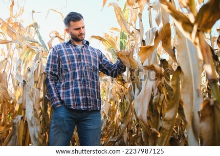 Farmer in field checking on corncobs.