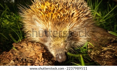 Cute European hedgehog sits on wooden timber in natural habitat outdoors. Young needled wildlife animal looks straight walking in sunny summer forest