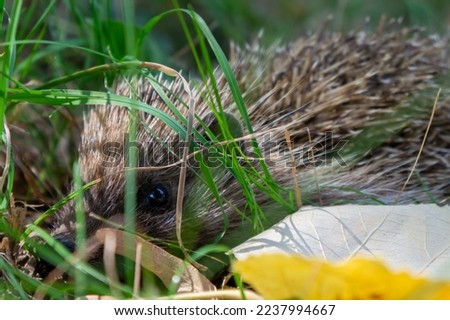 A small hedgehog hiding among the blades of grass and leaves, looking at the camera. Royalty-Free Stock Photo #2237994667