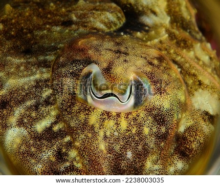under water squid macro photo