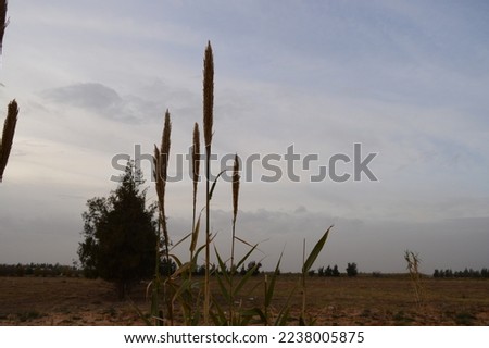 Pictures and backgrounds of reeds, clouds and sky
