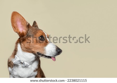 Welsh Corgi Pembroke. Portrait of a thoroughbred dog. Holidays and events. Copy space.