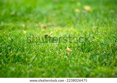 Fresh grass background with depth of field