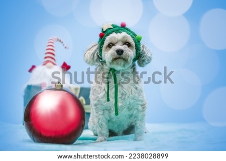 Portrait of an adorable little havanese dog in a festive christmas setting on colorful background