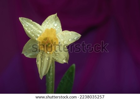 Narcissus flower - decoration of lawns and gardens to create a spring mood. Photography overlays- clip art