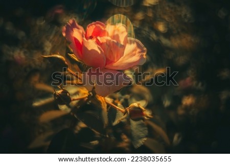 Colorful blurred- gloomy bokeh. Rose background- dark photo flowers. Defocused pastel nature. Petals bokeh- soft focus lights Royalty-Free Stock Photo #2238035655