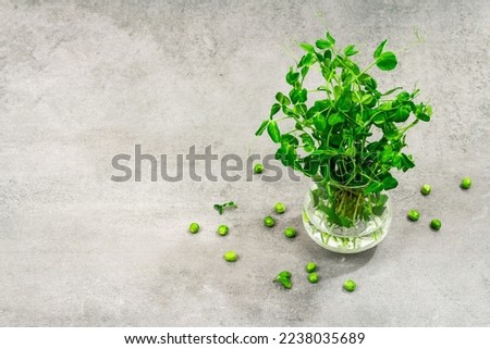 Sprouts of a young pea. Fresh food ingredient for a healthy lifestyle. Trendy hard light, dark shadow. grey stone concrete background