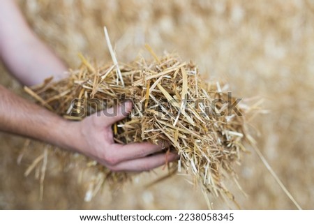 Pair of hands with heap of hay, dried grass, livestock feed. Royalty-Free Stock Photo #2238058345