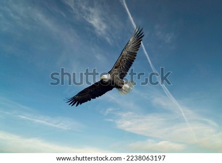 Eagle Flying High over the Mississippi