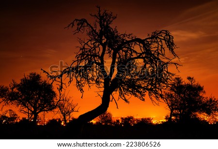 Silhouettes of distinctive bare trees in front of an amazingly glowing orange night sky