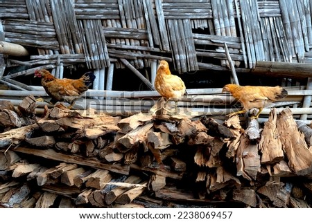 Chickens on a woodpile in the countryside of Vietnam