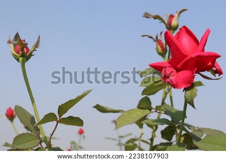 beautiful red colored rose on tree in firm for harvest