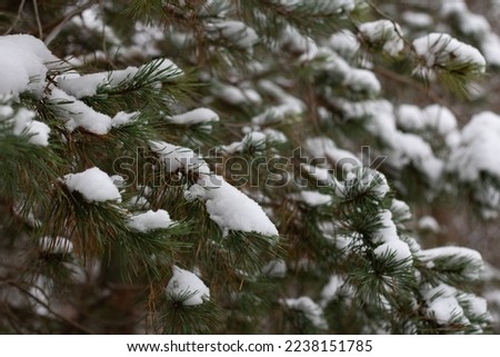 photo on a branch of a fir tree lies snow in the woods