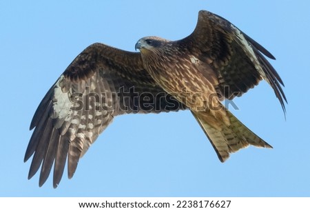 A Black-eared Kite scans the ground from the blue sky above. Royalty-Free Stock Photo #2238176627