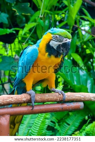 Yellow blue macaw bird close up. Macaw bird perched on a wooden branch