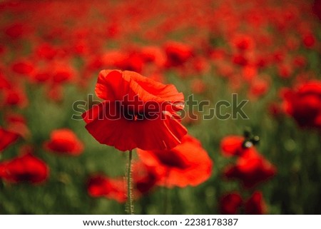 Poppy flowers field. Anzac day. Historic war memory. Anzac background. Poppy field, Memorial Remembrance day.