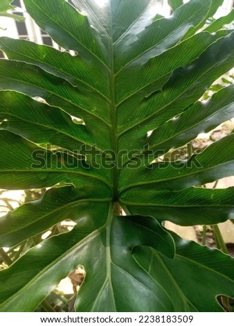 beautiful wavy green leaf structure