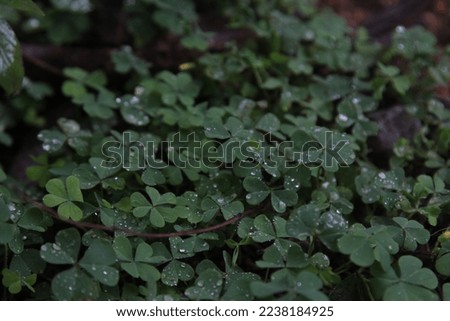 Common garden clover leaf weed plant