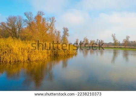 Reed along the edge of a frozen lake under a blue sky in sunlight at sunrise in winter, Almere, Flevoland, The Netherlands, December, 2022
