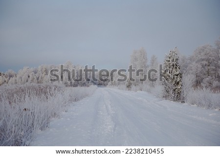 Road white of snow with some trees on the edge on a frosty winter day, selective focus. High quality photo