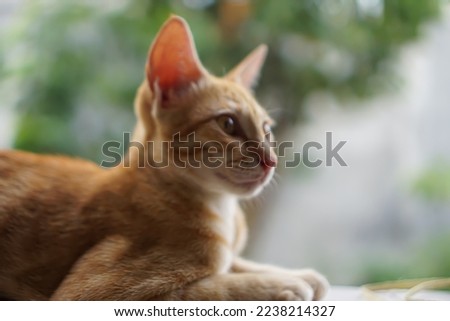 Defocused abstract background of sweet and spoiled little cat is posing for a photo