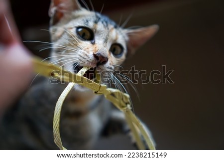 Defocused abstract background of sweet and spoiled little cat is posing for a photo