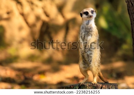 Meerkat with surprised emotion. Background with selective focus and copy space for text