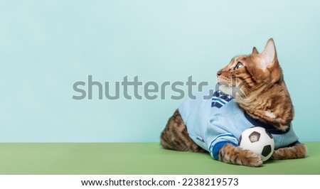 A red cat lies with a ball on a blue-green background. Funny cat is a football player. Copy space.
