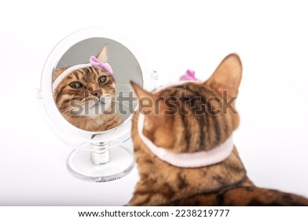 Domestic cat with a mirror on a white background. The cat looks in the mirror. Royalty-Free Stock Photo #2238219777