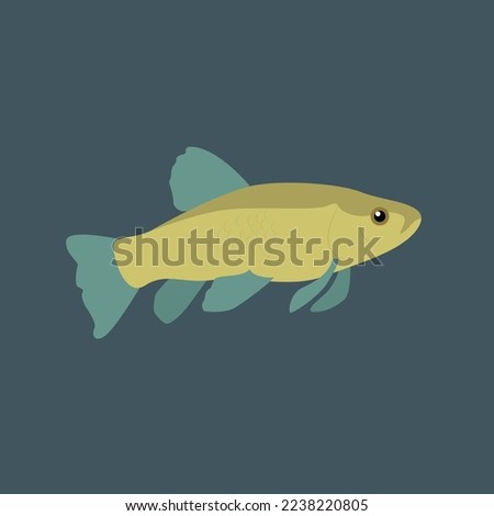 Carp fish - illustration, vector, cartoon
