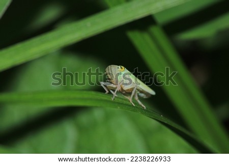 glassy winged sharpshooter insect macro photography Royalty-Free Stock Photo #2238226933