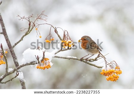 Christmas card winter scene of robin red breast eating yellow berries perched on frosty snow filled branch. Blurred background.