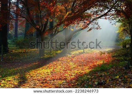 Beautiful red-leaved maple in the morning mist.Magical autumn forest in the morning. Royalty-Free Stock Photo #2238246973