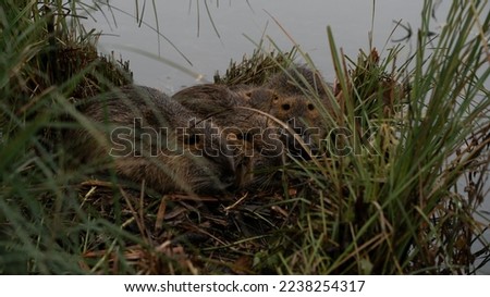 Picture of coypu familly sleeping