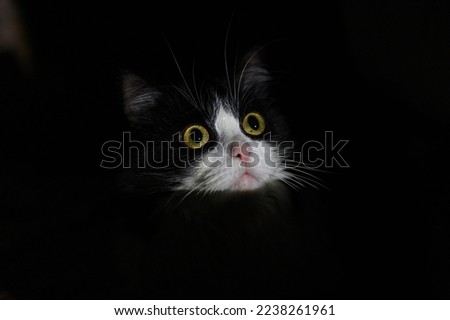 Portrait of a black and white cat, only the head is visible. A beam of light illuminates the cat's head in a dark room. Frightened cat looks at the camera. Big yellow eyes, black background, dark key. Royalty-Free Stock Photo #2238261961
