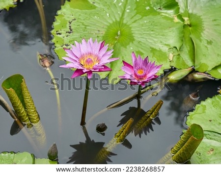 Lotus flowers and lily pads in a pond.