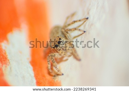 Macro shoot of common jumping spider Evarcha spider sitting on earth. Close up picture of a jumping spider seeing in to the camera. Macro shoot of jumping spiders eyes. Evarcha spider close up.