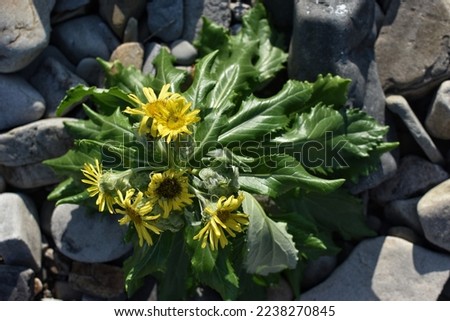 Blooming Seaside groundsel
(Senecio pseudoarnica) on the rocky seashore Royalty-Free Stock Photo #2238270845