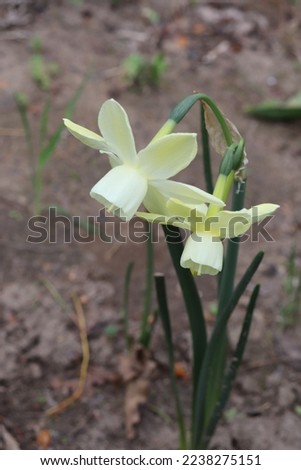 Light yellow and white color Narcissus Moonlight Sensation flowers in a garden in June 2022 Royalty-Free Stock Photo #2238275151