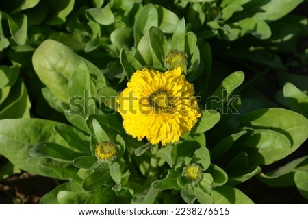 Calendula is an annual, Perennial and herbaceous plant. Family Asteraceae targetes. pot marigold. Medicinal plant. Substitute for saffron.