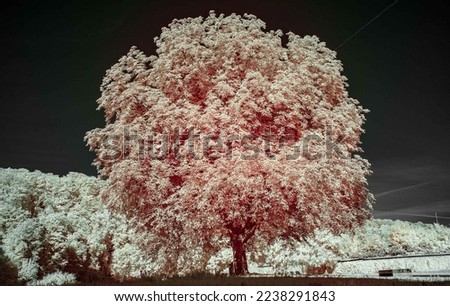 summer tree against the black sky infrared photography